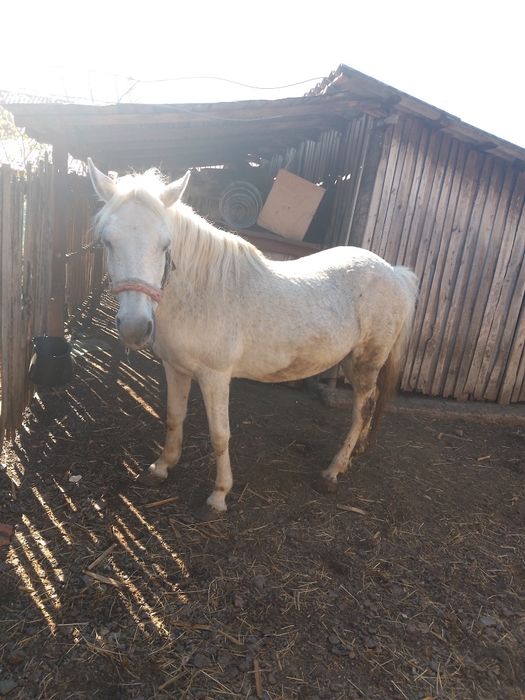 Vând iapă varsta 10 ani blândă nu se sperie de mașini