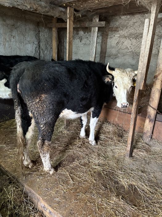 Сиыр(корова)сүтті