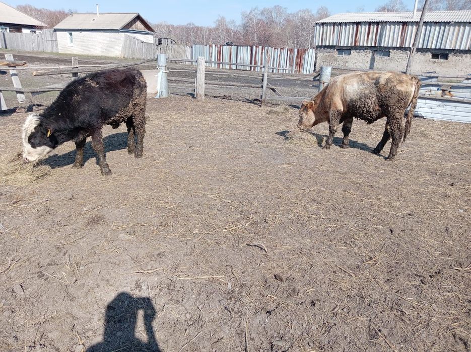 Продам бычки 600000