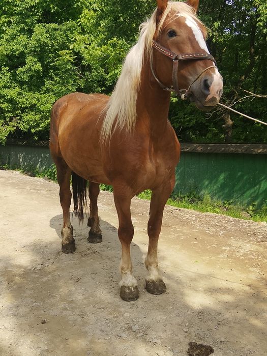 Vând iapa de 4 ani