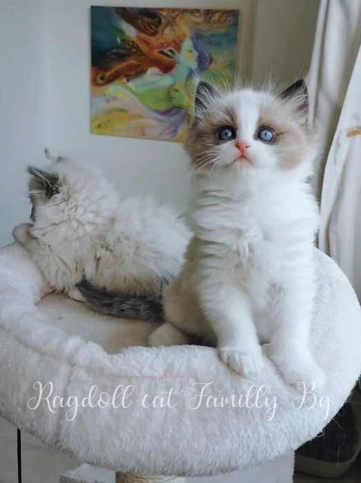 Ragdoll рагдол/регдол котe