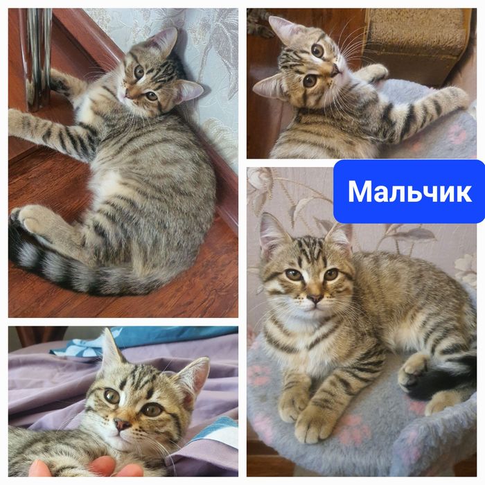 Котята шотландской вислоухой
