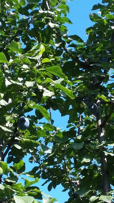 Dulceata ecologica de prune, FARA ZAHAR, livada proprie, 720 ml/borcan