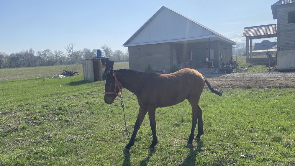 Жылқы (1 жас) тай еркек