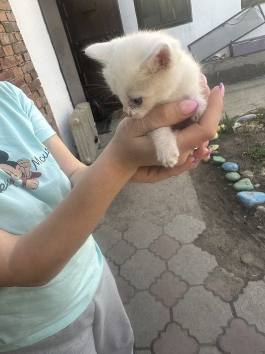 Отдам котят девочек