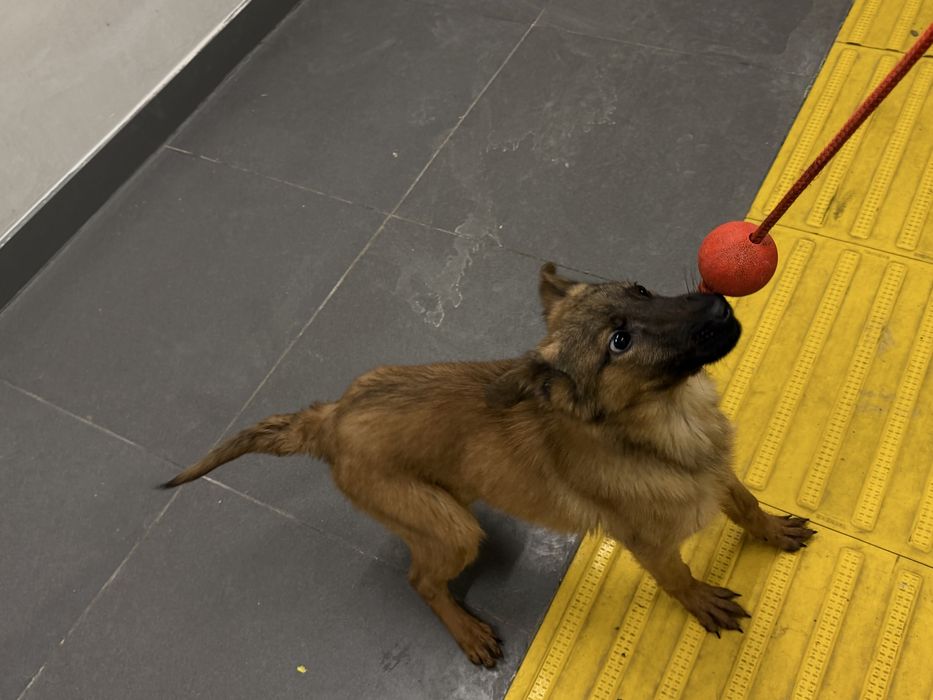 Щенок белгийский малинуа