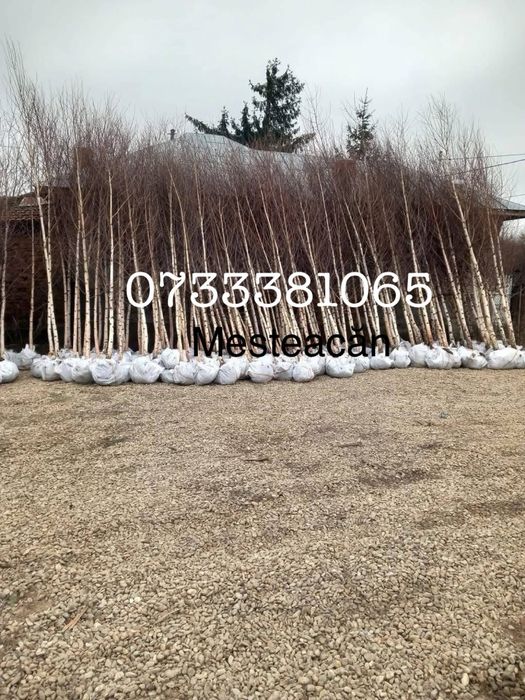 Laur englezesc,magnolia,tuia,maslini,palmier,mesteacan,diferite specii