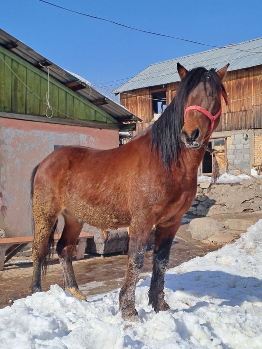 Айғыр сатылады 5 жасар