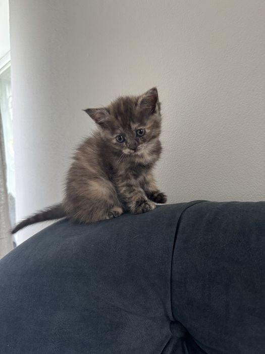 Котенок в добрые руки