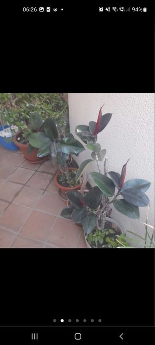 Planta natural ficus