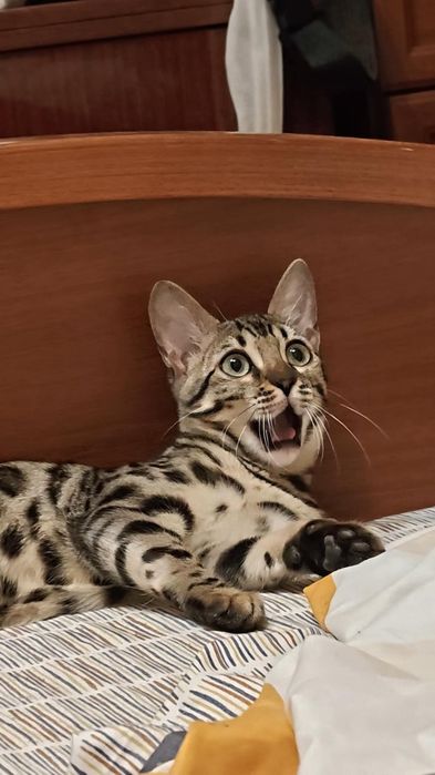 Бенгальские котята