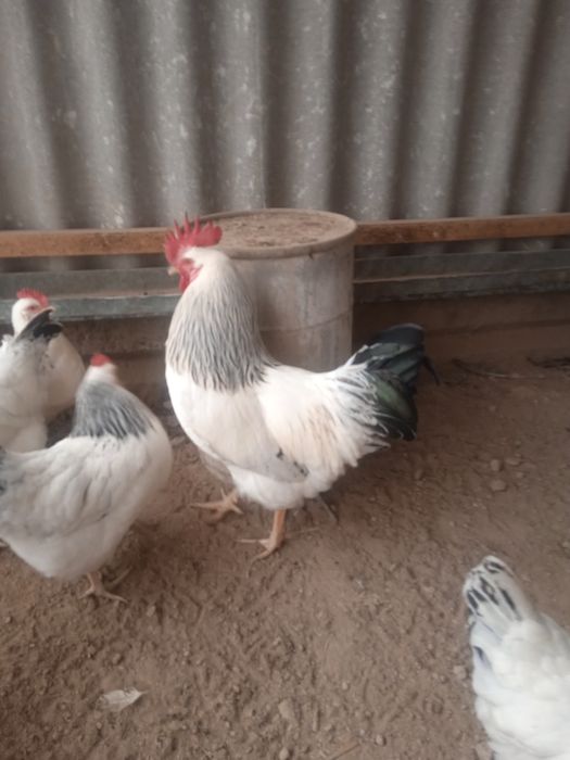 Adler jojalari sotiladi 1 oyli 35 mindan