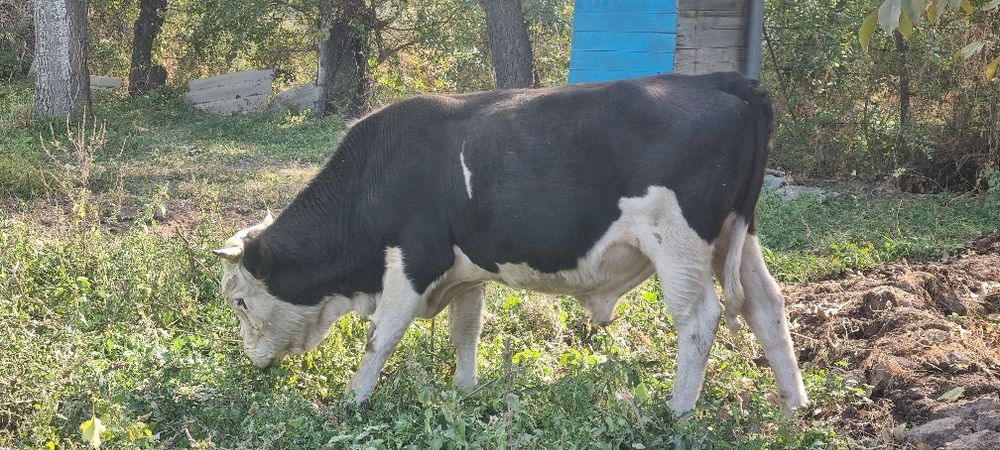 Бык 3 годик продаётся