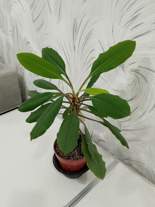 Комнатное растение