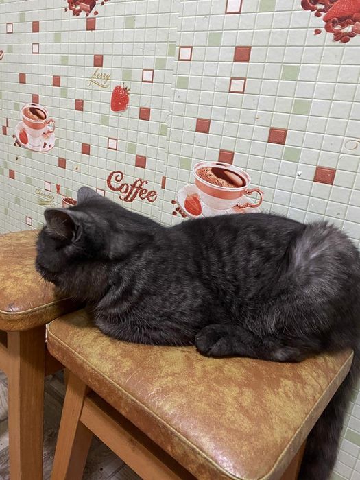 Продам кота самец пародистый