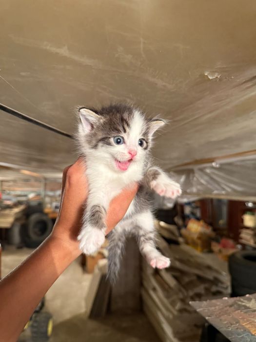 Отдам котят бесплатно