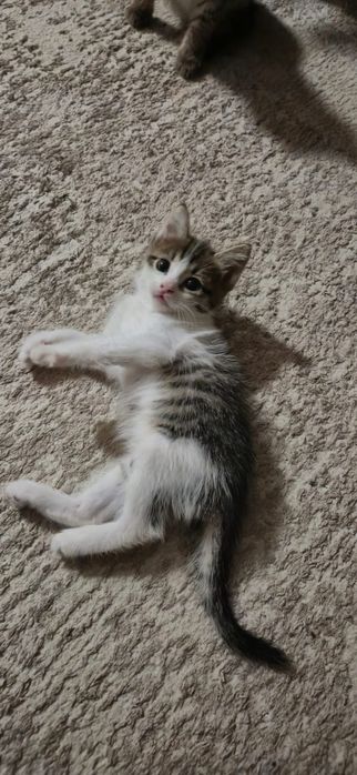 Котята девочка и мальчик