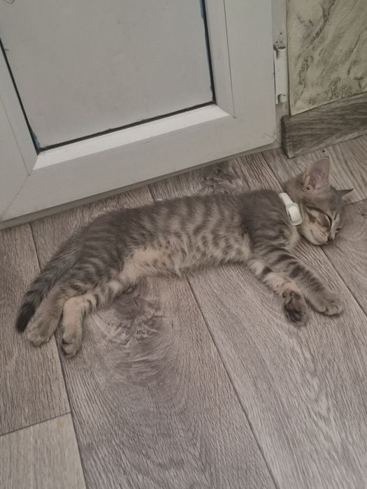 От дадим в хорошие руки