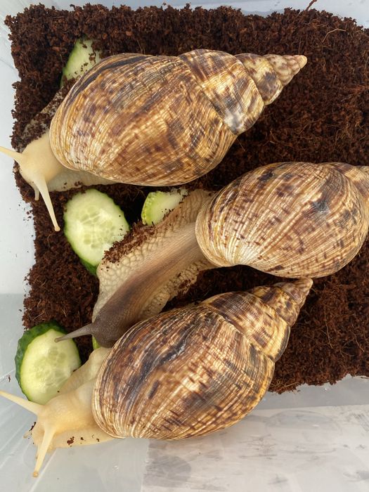 Продам милых ,красивых улиток ахатин
