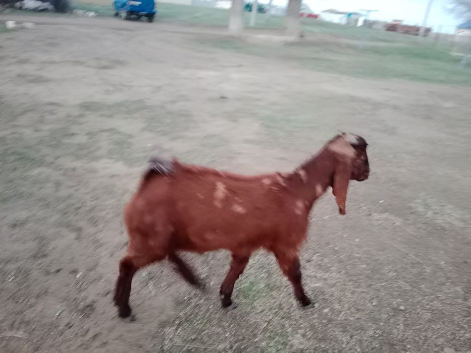 Нуб комари сатылады