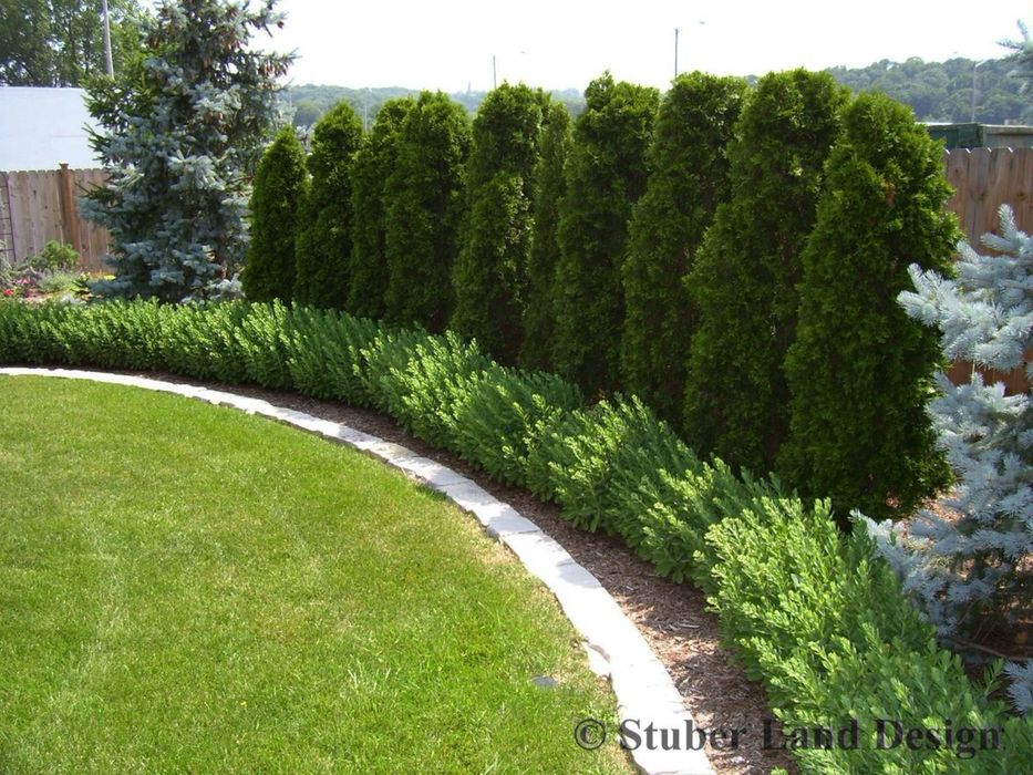 Туя деревья