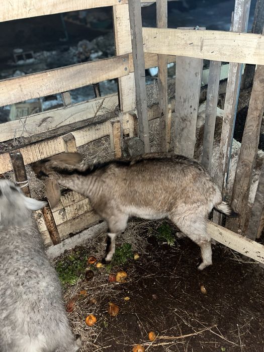 Каза продам или обмен на баран