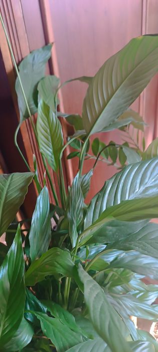 Комнатные  цветы