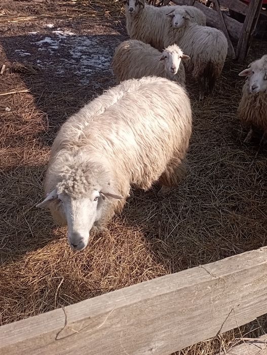 Vand berbec tânăr și o oaie cu miel