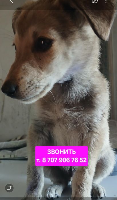 Щенок мальчик в поиске дома