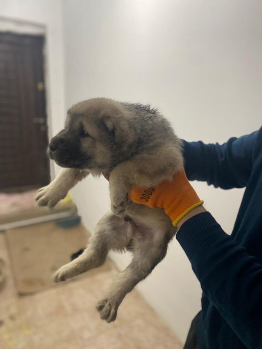 Продам САО Алабай