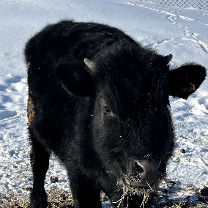 Продам бычка на доращивание