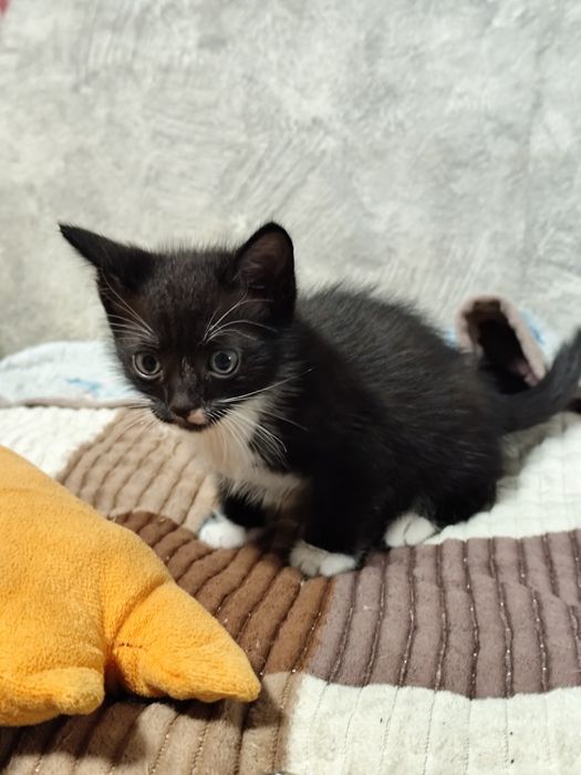 Отдам котёнка 1,5 месяца