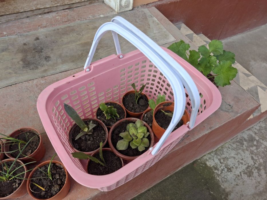 Гуллар сотилади оптомга