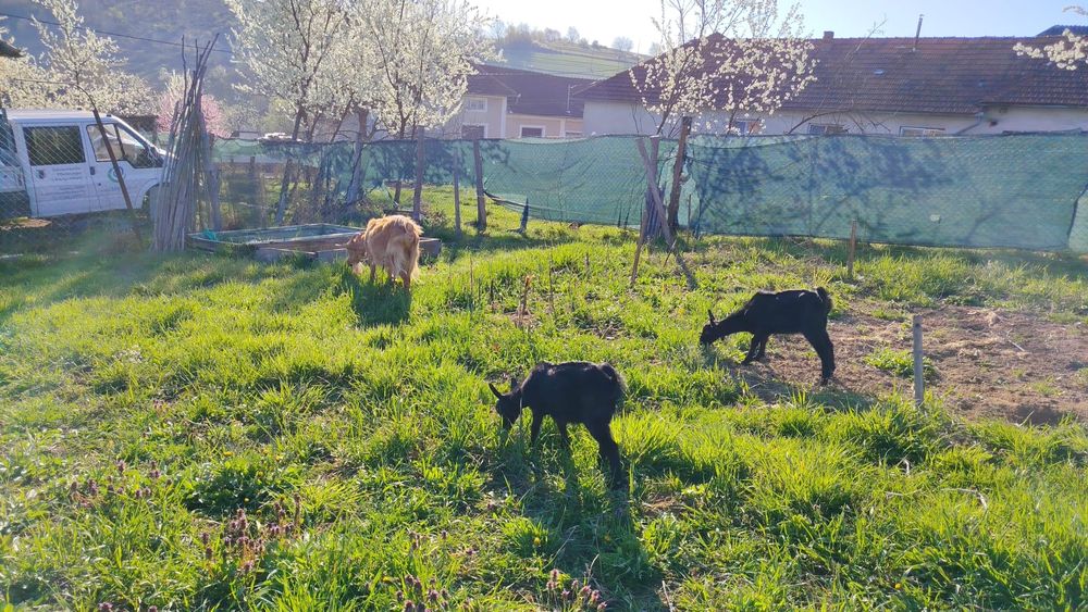 Capra alpina franceza și iezi