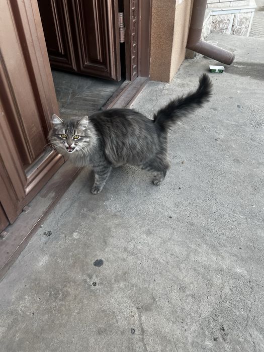 Норвежская-лесная кошка