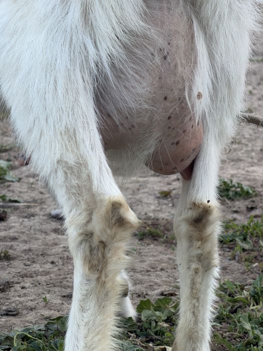 Ешкі , қозы сатылады Козы и козлёнык