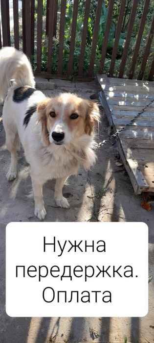 Собака 2 года Стерилиз  Охранн Дрессирована