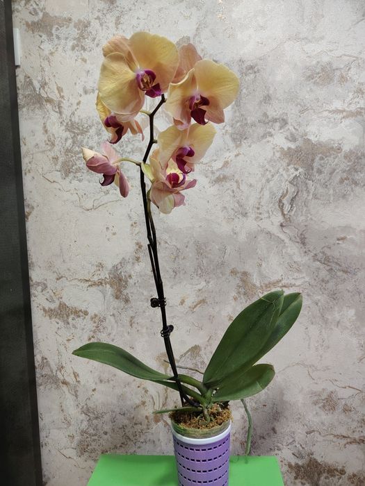 орхидеи по выгодной цене