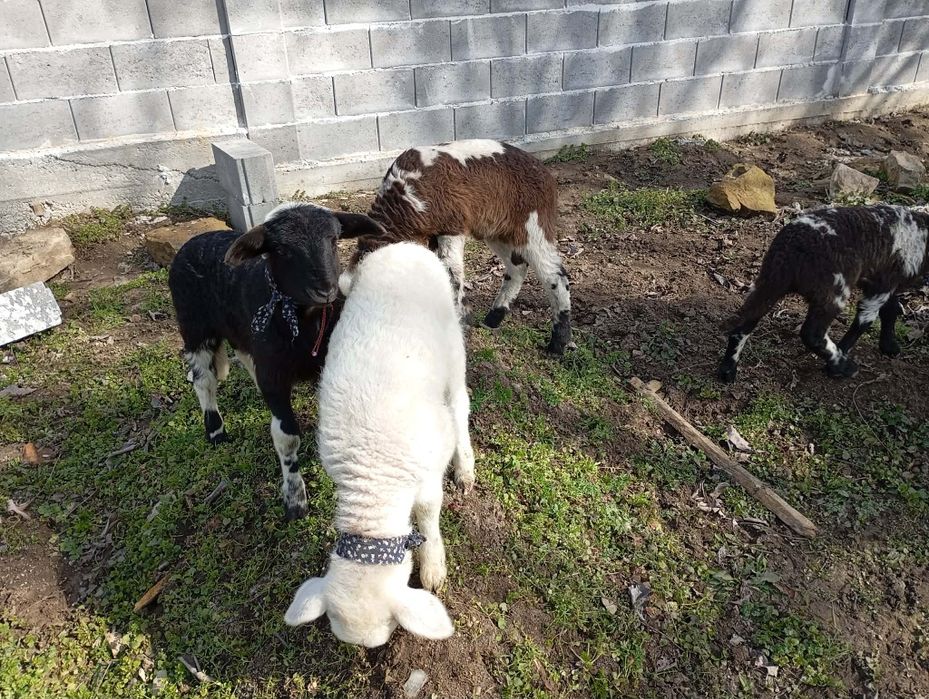 Продават се спешно