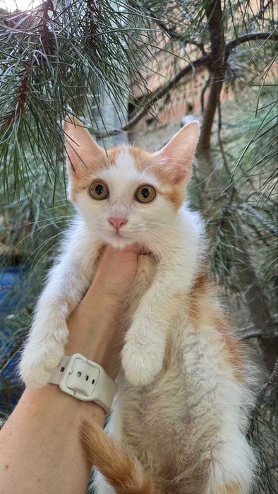Котята ищут семьи!