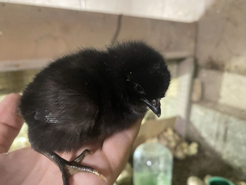 Балапан Ломан браун, бройлер