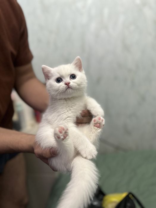 ПРОДАЮ КОТЯТ 1.5 месяца