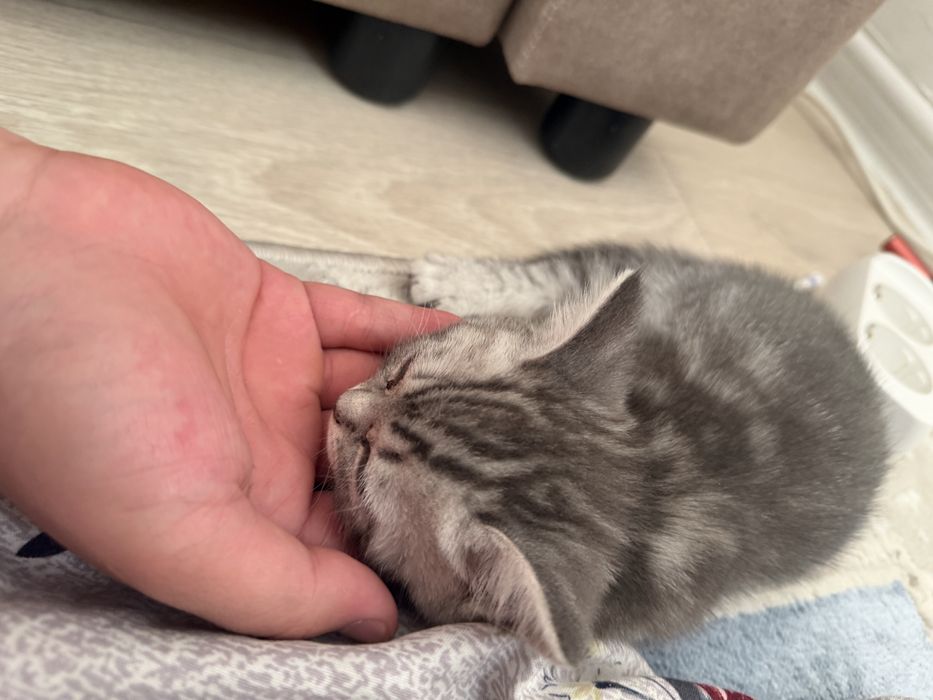 Шотландская котик