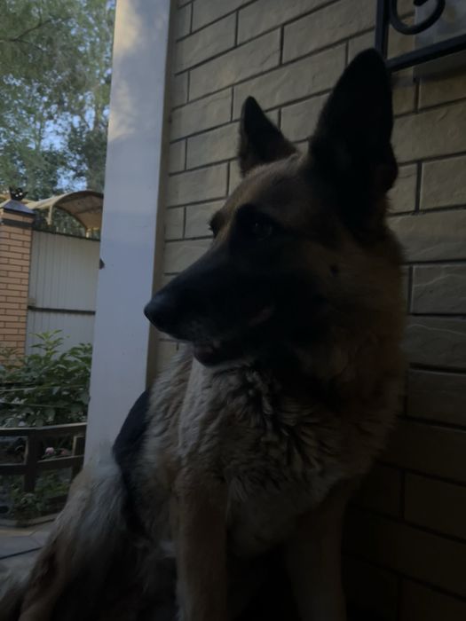 Выгул собак с любовью и заботой