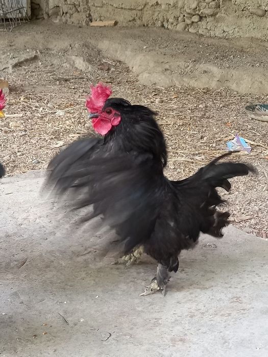 Тоза Япон Хорозлар СОТИЛАДИ !