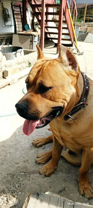 Пропал собака Стафорд