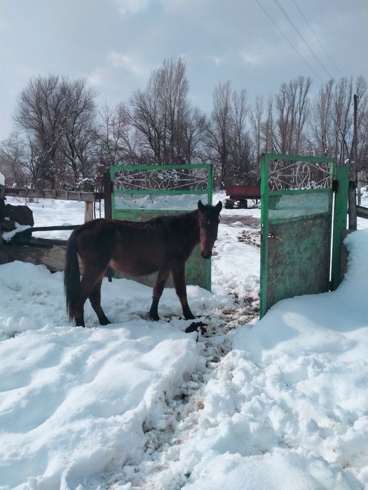 Тай еркек сатылады