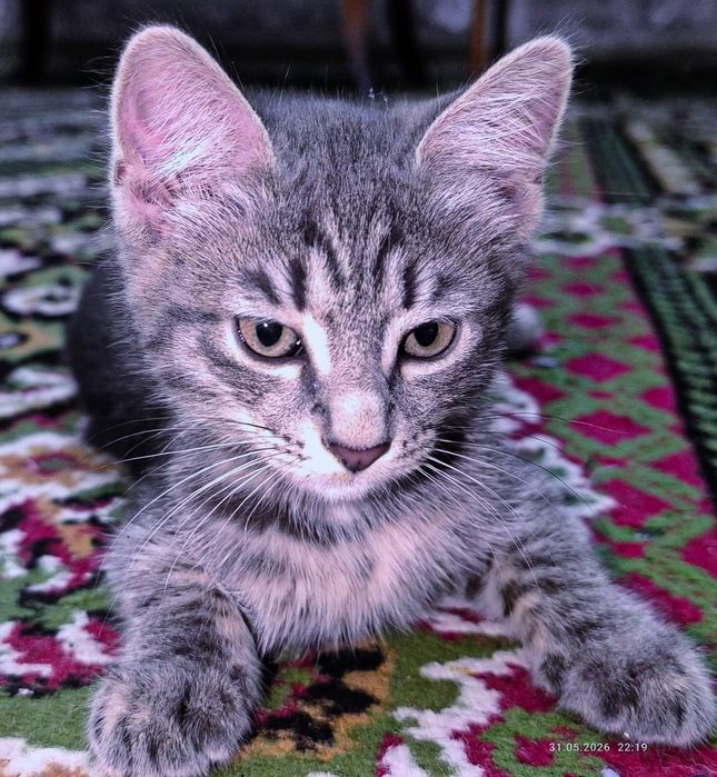 Отдам котенка в хорошие руки