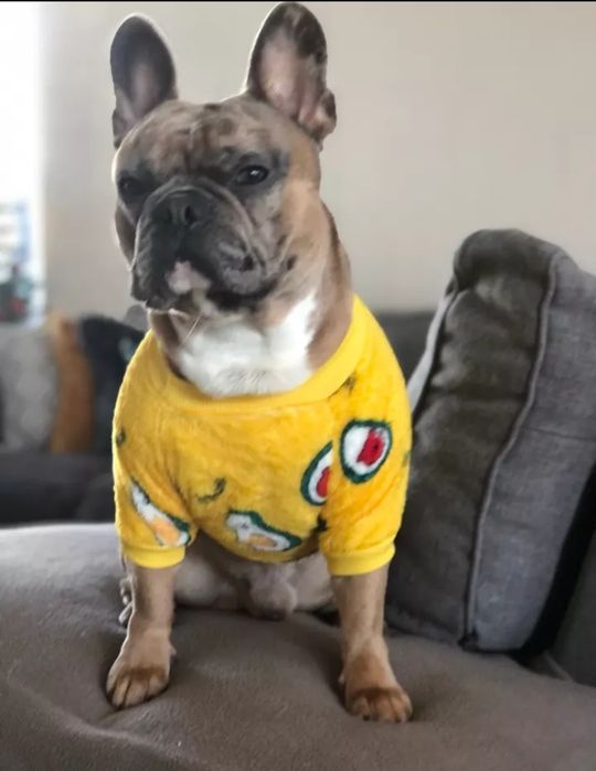 Топла дрешка за куче