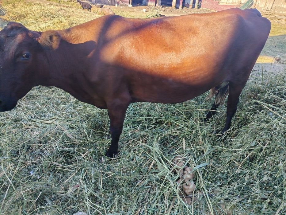Gibrid ena bola sigir
